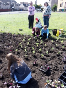 pupils from Kirkcaldy West Primary School helping to plant cabbages and kale